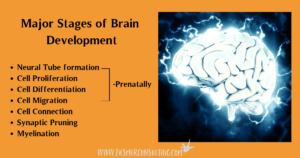 Ten Tips To Encourage Brain Development in Young Children